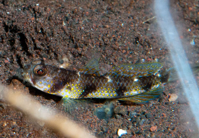 Vanderhorstia papilio