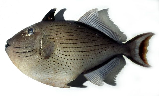 Xanthichthys lineopunctatus