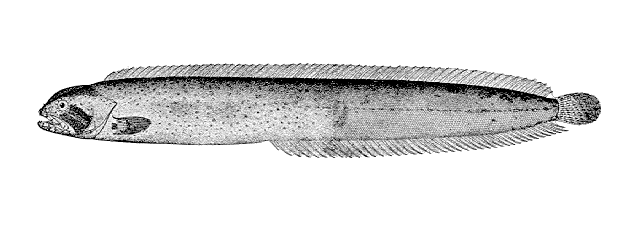 Xiphister atropurpureus
