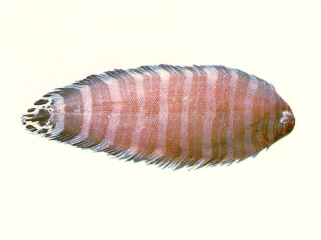 Zebrias quagga