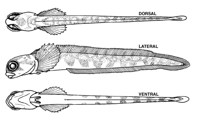 Zoarces americanus