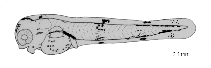 tn_Anbar_l0.gif