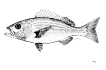 Image of Argyrozona argyrozona (Carpenter seabream)