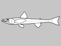 Bathysauropsidae