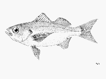 Image of Brachydeuterus auritus (Bigeye grunt)