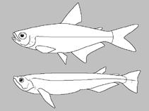 Image of Ptychocharax rhyacophila 