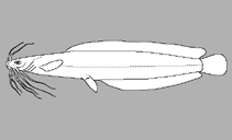 Image of Clarias engelseni 