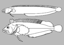 Clinidae