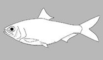 Image of Alosa caspia persica (Astrabad shad)