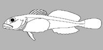 Cottidae