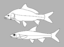 Image of Devario yuensis 