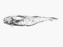 Image of Holcomycteronus aequatoris 