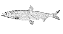 Image of Hypomesus pretiosus (Surf smelt)