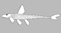 Image of Hisonotus notopagos 