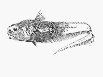 Image of Mesobius antipodum (Bathypelagic rattail)
