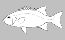 Oplegnathidae