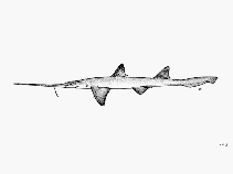 Image of Pliotrema warreni (Sixgill sawshark)