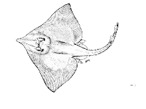 Image of Rostroraja alba (White skate)