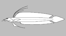 Trichonotidae