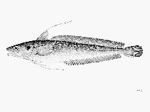 Image of Urophycis chuss (Red hake)