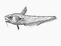 Image of Ventrifossa divergens (Plainfin grenadier)