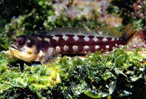 Image of Acanthemblemaria castroi (Galapagos barnacle blenny)