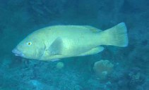 Image of Achoerodus gouldii (Western blue groper)