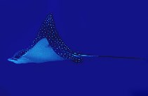 Image of Aetobatus narinari (Spotted eagle ray)