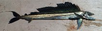 Image of Alepisaurus ferox (Long snouted lancetfish)