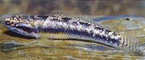 Image of Allomogurnda nesolepis (Yellowbelly gudgeon)