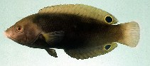 tn_Angeo_u0.jpg