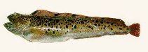 Image of Anarhichas minor (Spotted wolffish)