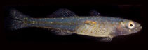 Image of Aphia minuta (Transparent goby)