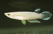 Image of Aplocheilus panchax (Blue panchax)