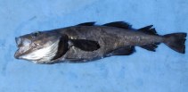 Image of Arctogadus glacialis (Arctic cod)