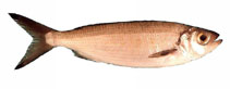 Image of Arripis georgianus (Australian herring)