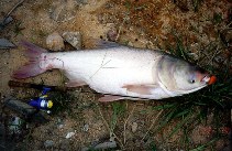 Image of Hypophthalmichthys nobilis (Bighead carp)