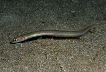 Image of Ariosoma scheelei (Tropical conger)