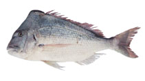 Image of Argyrops spinifer (King soldier bream)