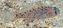 Image of Asterropteryx spinosa (Eyebar spiny goby)