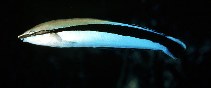 Image of Aspidontus taeniatus (False cleanerfish)