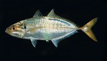 Image of Atule mate (Yellowtail scad)