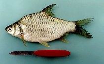 Image of Barbonymus gonionotus (Silver barb)