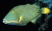 Image of Balistapus undulatus (Orange-lined triggerfish)