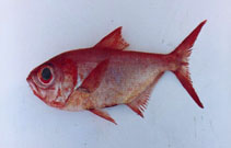 Image of Beryx splendens (Splendid alfonsino)