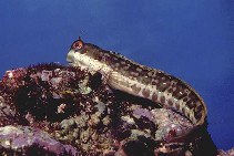 Image of Blenniella periophthalmus (Blue-dashed rockskipper)