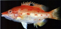 Image of Bodianus oxycephalus 