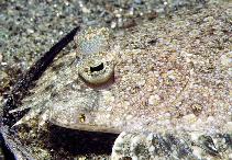 Image of Bothus pantherinus (Leopard flounder)