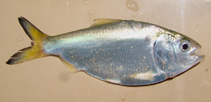 Image of Brevoortia aurea (Brazilian menhaden)