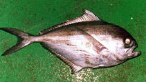 Image of Brama australis (Southern rays bream)